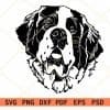 Saint Bernard Dog SVG file