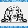 Dachshund Long haired Peeking Dog SVG, Cute Dachshund Pedigree Pet Breed SVG PNG